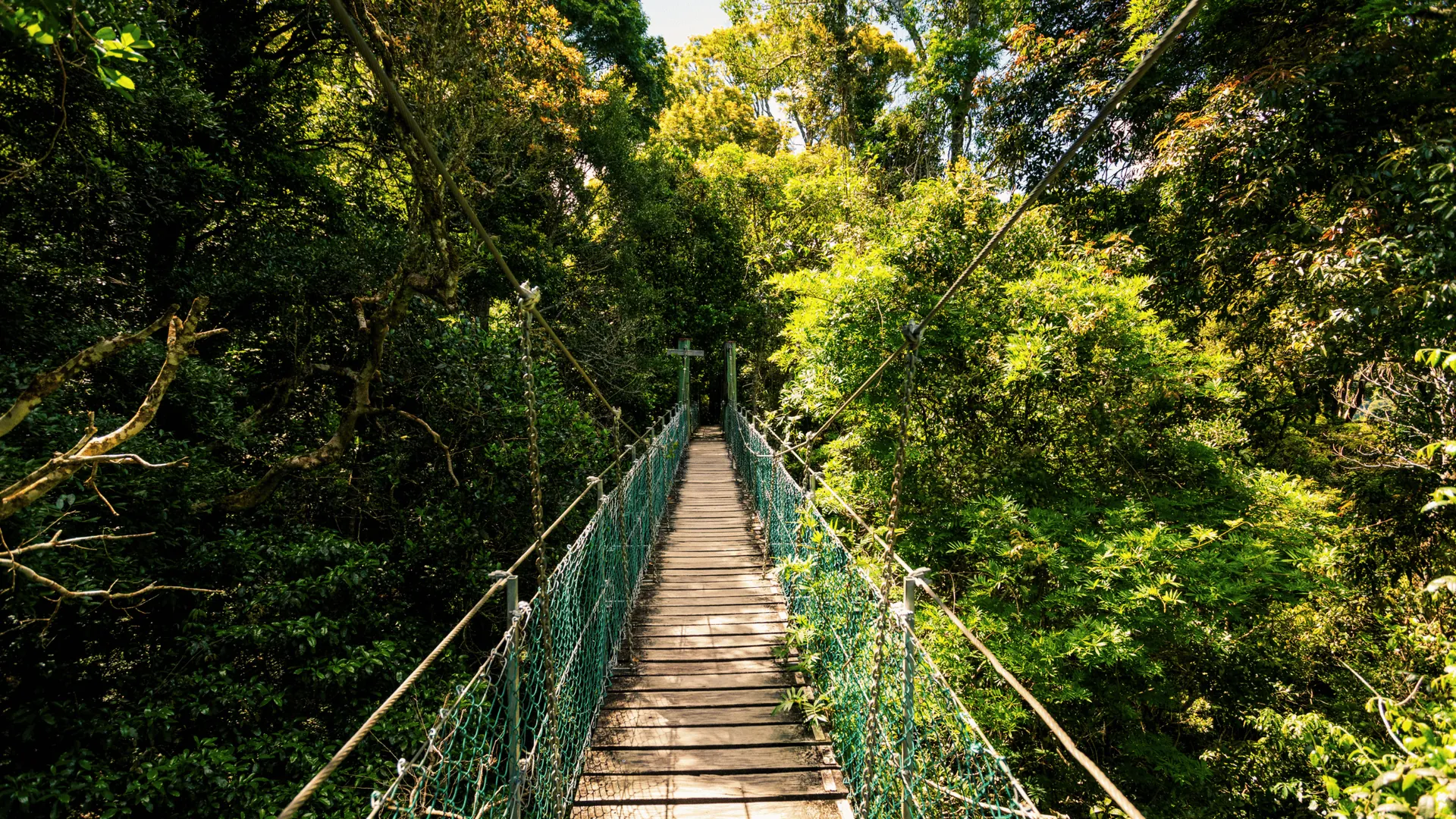 Lamington National Park rainforest